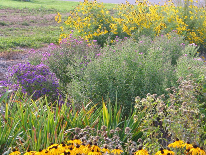 photo of a rain garden